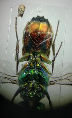 Réf. 261 698 : Chrysis ruddii